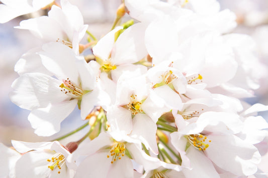 【4月催事出店のお知らせ】名古屋高島屋